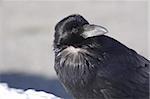 Raven in the snow, posing for the camera