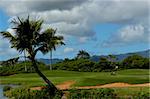 Leaning palm tree stands on the bank of the Kauai Lagoons Golf Course.  A family of nene geese investigate the ninth hole.  Blue skies and white clouds.