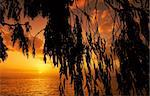 Glorious Mediterranean sunset framed by hanging leaves from a beach tree