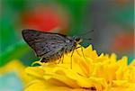 Delaware skipper and flower in the parks