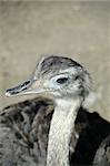 Emu looking
