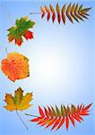 Abstract arrangement of autumn leaves, rowan, grape and maple, forming a border. Set against a sky blue background with a white central inner glow.