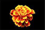 photo of red / yellow flower on black background, shallow depth of field