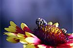 macro shot - bee working on a flower