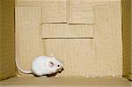 White mice on a box