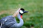 A Gray Crowned Crane