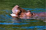 Hippopotamus relaxing peacefully in the river.