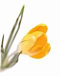 yellow crocus isolated on white