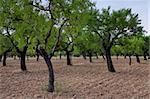 Almond trees ( Prunus dulcis ) in Huesca, Spain