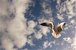 Seagull in flight against a cloudy blue sky