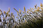 Wheat field and blue sky