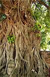 gnarled bodhi tree grows around buddhas head in the ancient thai capital of ayutthaya