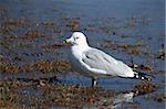 A Seagull standing on a rivers edge