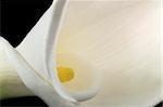 Close-up of a white calla lily