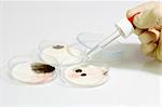 Petri dishes with syringe with sample