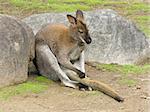 kangaroo, australia, sitting, marsupial, animal, australian, mammal, red, rock, tail, pouch, hair, fur, wallaby, grass, zoo, nature, gray, indigenous, roo, wildlife