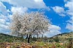 almond tree blooming in the Galilee, Israel