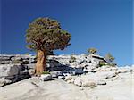 A juniper tree grows out of exposed white granite