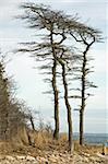 Prevailing southwest wind shapes trees along Buzzards Bay