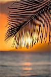 Sunset over ocean with palm frond silhouette at Maui, Hawaii.