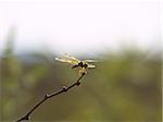 Dragonfly perched on a twig about to take to the air. Background is blurred by DOF