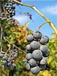 Juicy bunch of purple grapes ripening on the vine