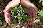 man's hand holding spring flowers, environmental concept