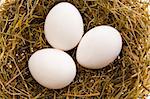 Three chicken white eggs in a nest from a dry grass close up