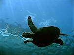 green turtle swims underneath dive boat in sipadan in sabah malayisan borneo