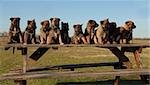 eleven puppies purebred belgian shepherds malinois on a table