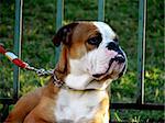 A very expressive dog, an english bulldog