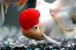 Red cap oranda goldfish, close-up