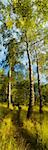 Summer birch forest with a footpath. Vertical panorama