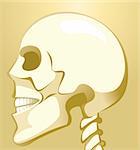 Illustration of skull in brown background