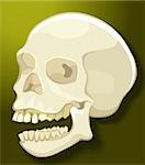 Illustration of skull in green background
