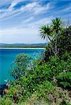 Tropical Vegetation and water