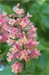 Pink chestnut flower blooms in may