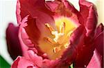 Pink or purple tulip, close-up