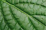 green leaf close up
