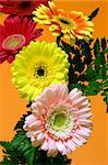 arrangement of gerbera flowers in a orange background