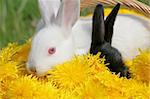 Cheerful and cute rabbits in dandelions basket