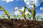 young corn plantsin the field and clouds