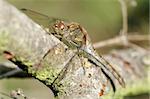 close-up of a dragonfly resting on a tree branch