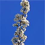 Close view of a cherry tree branch in bloom in front of a blue sky