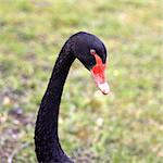 Portrait of a black swan standing outdoors