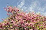 Almond tree with blooming pink flowers