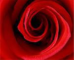 extreme macro of a red rose