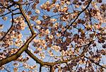 Close up of cherry blossoms with branches leading into the picture