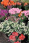 Tulip stall in Holland