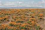 The Antelope Valley California Poppy State Reserve is a state-protected reserve land located in the rural westside of the Antelope Valley in northern Los Angeles County, 15 miles (24 km) west of Lancaster. The reserve is at an elevation ranging from 2600 to 3000 feet above sea level in the Mojave Desert climate zone. The reserve is administered by California State Parks. The reserve's namesake and
